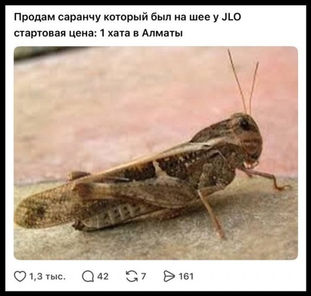 Саранчу с груди Джей Ло продают за 1 млн тенге в Алматы