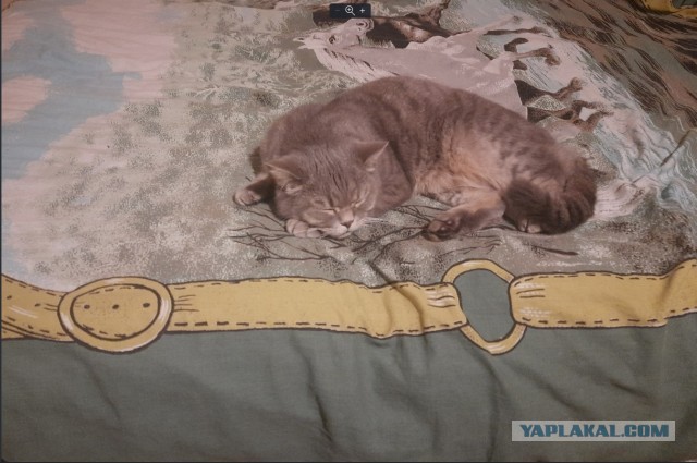 Принимайте в ряды которабов