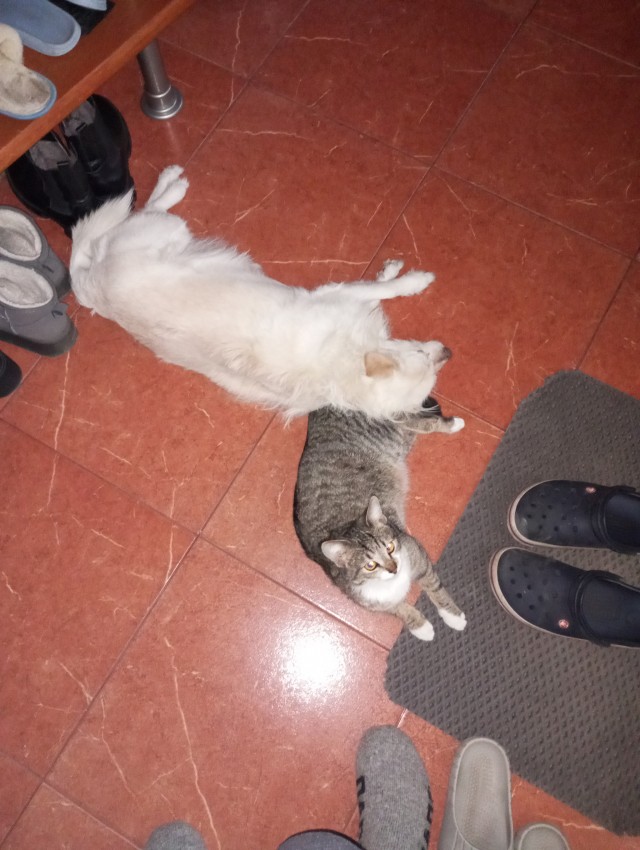 Собакочетверг