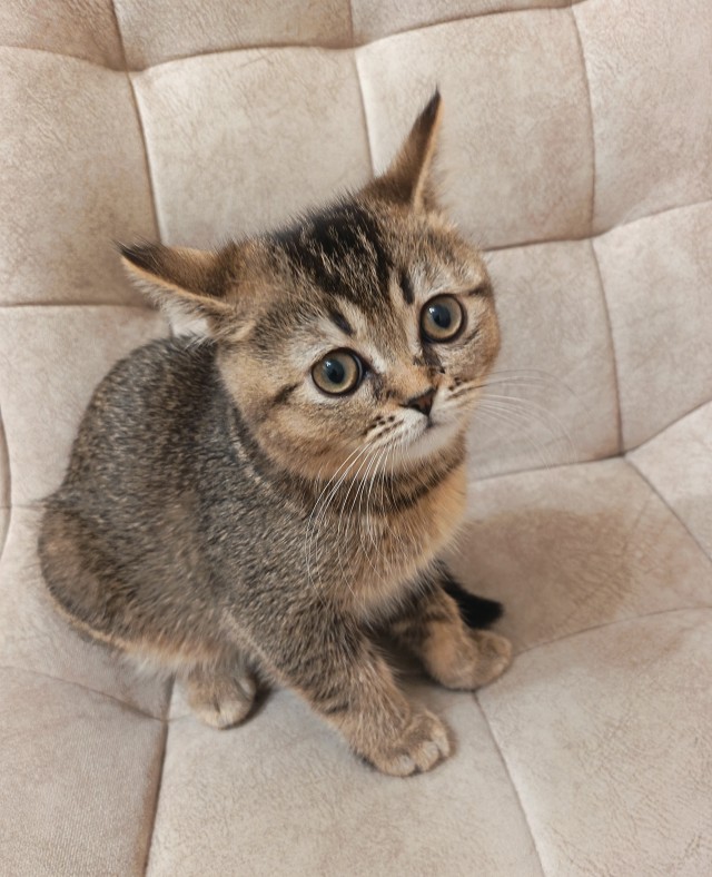 А котовторник уже пришёл?