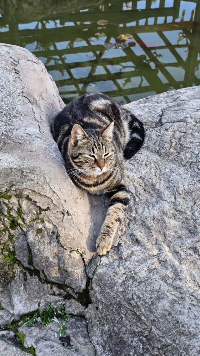 Уличные котики