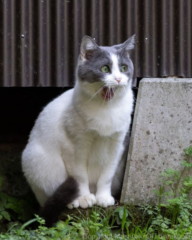 Котиков много не бывает))) отдохните от суетного мира