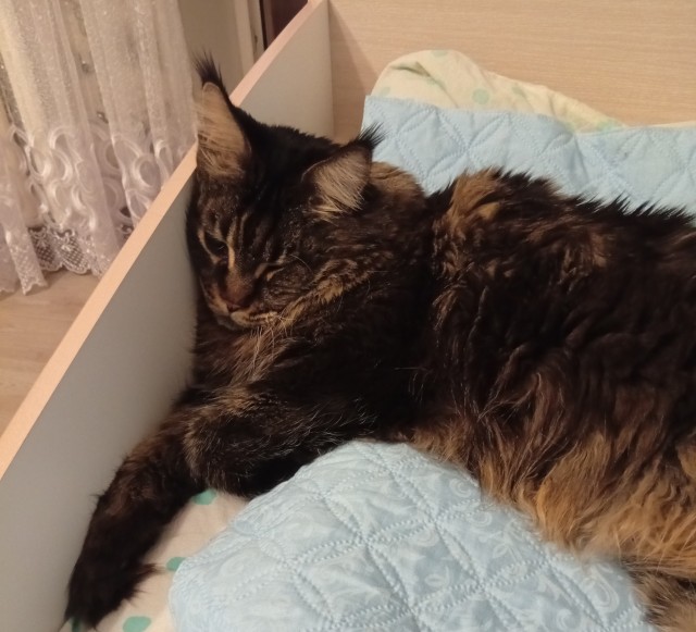 Кошки, большие и не очень
