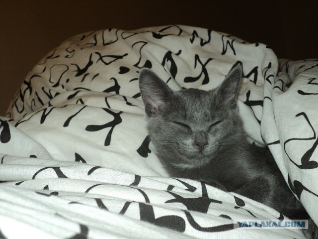 Котовторник  30.07.2013