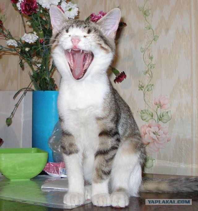 Котовторник   27.08.2013