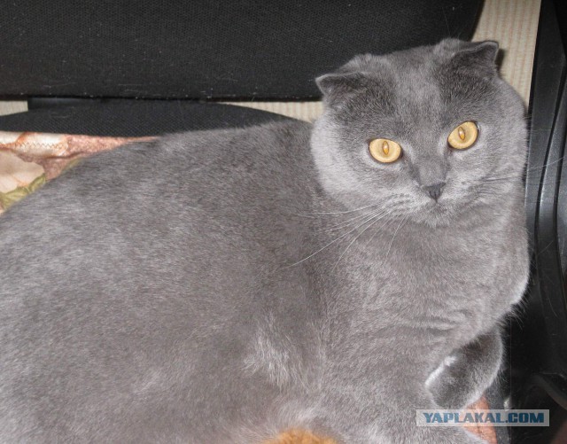 Котовторник 04.03.2014