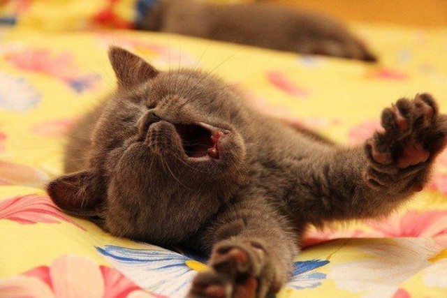 Котёнок по имени Гав