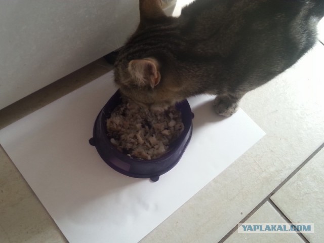 Как провести день, или сказка наяву!