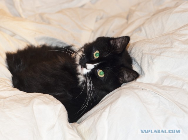 Котовторник 23.12.2014