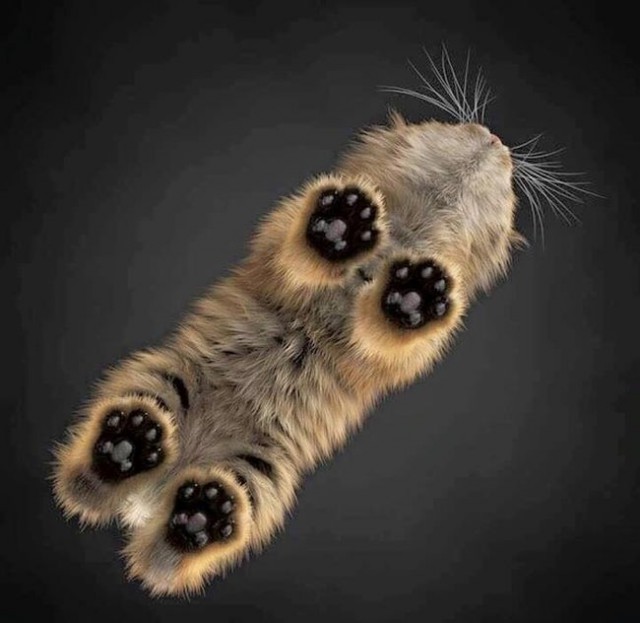 Котовторнику посвящается.