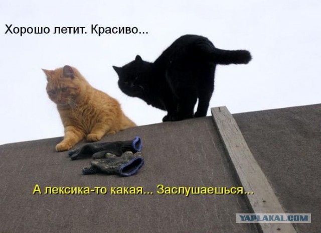 Котовторник 02.02.2016
