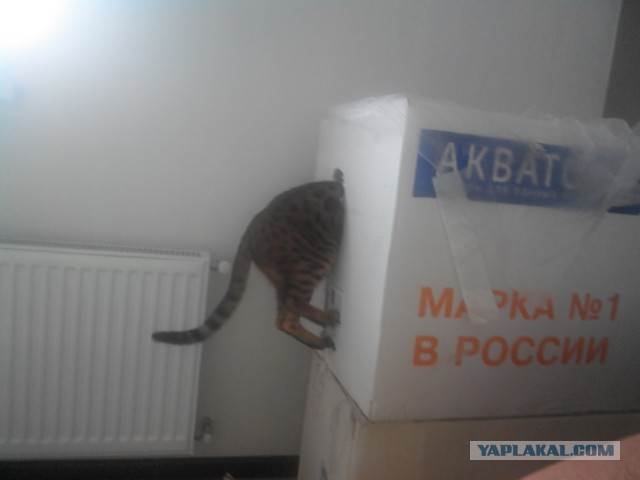 Котовторник - начало