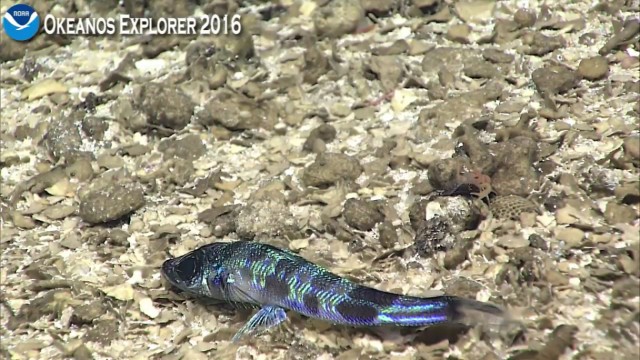 Началась онлайн-трансляция происходящего в самом глубоком месте Земли