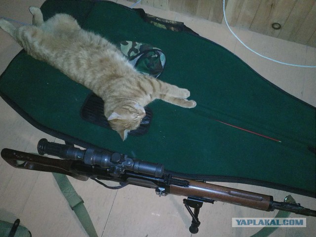 Кыся спииит, Кыся хороооший...