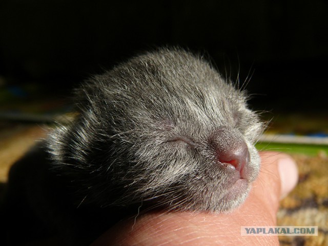 Он лежал возле гаражей в 2-х метрах от мусорного бака...
