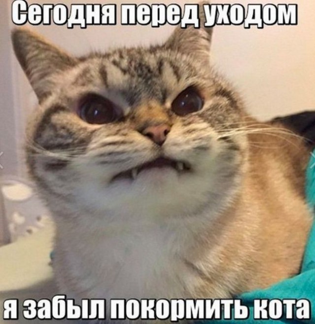 Коты и Кошки