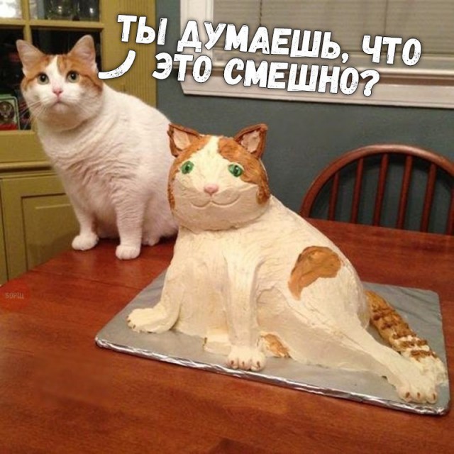Коты и Кошки