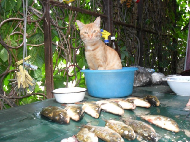 Коты и Кошки