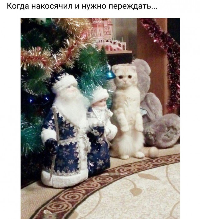 Коты и Кошки