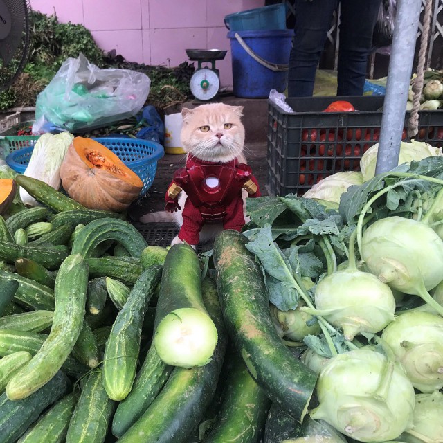 Прикольных котов пост