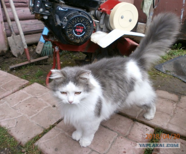 Котовторник 22.05.2018