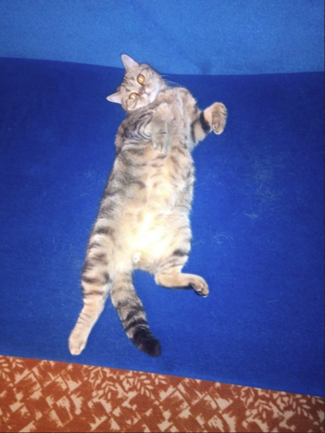 Немного милоты