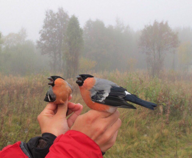 Живность из сети