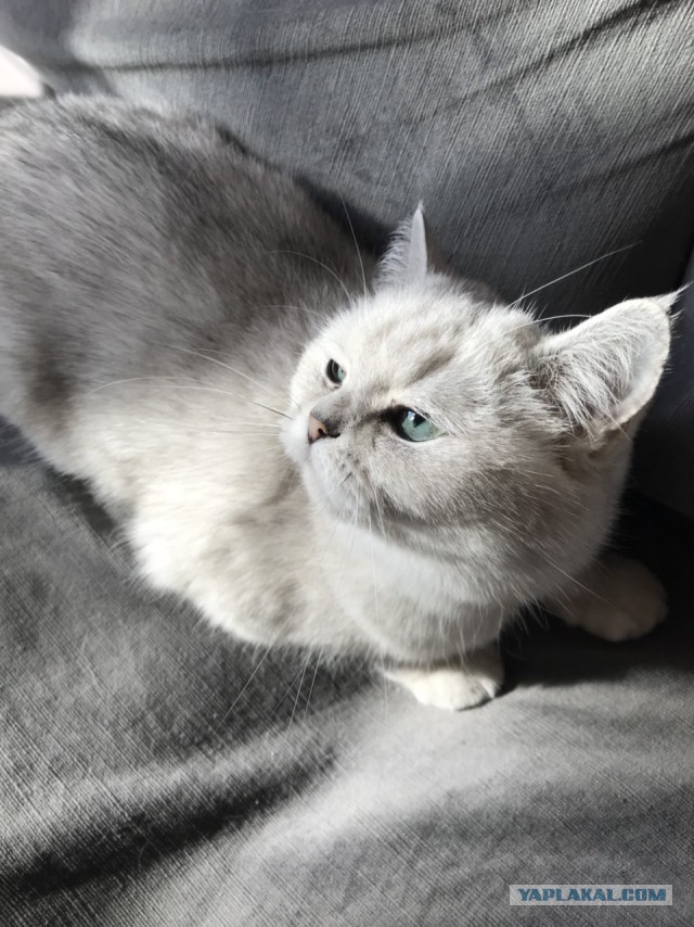 Котовторник  31.07.2018