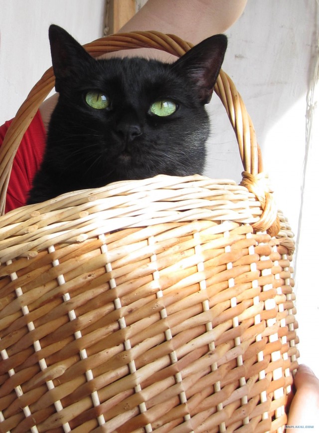 Котовторник начался