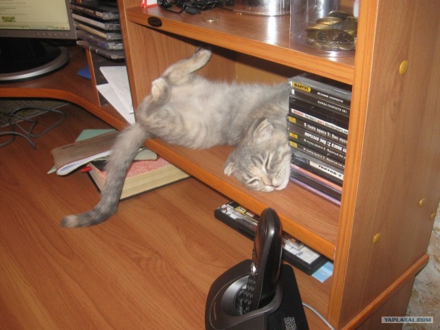 Котовторник (начало в супермаркете!)