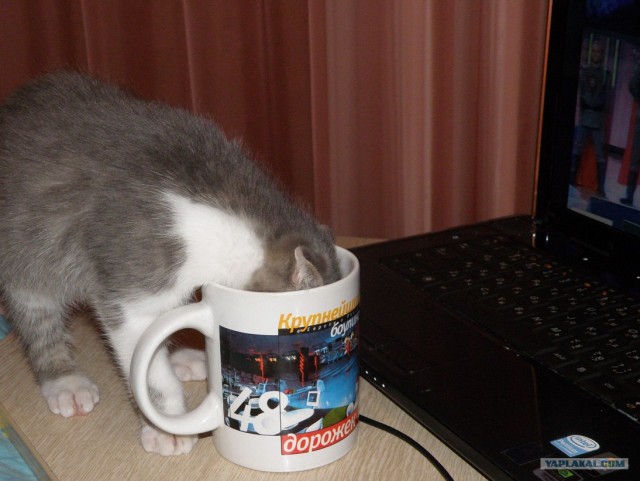 Котовторник!