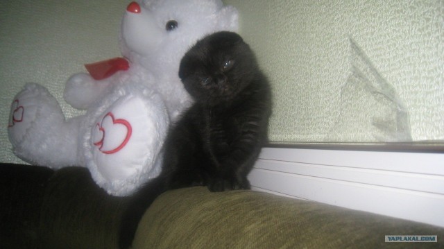 Котовторник 17 января