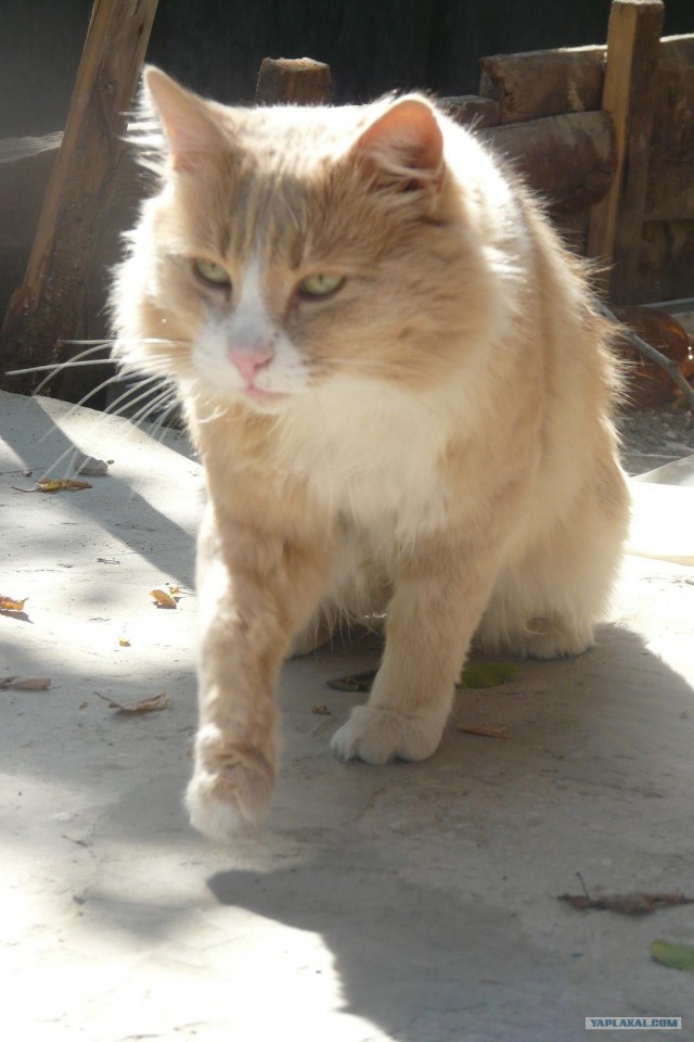Котовторник (31.01.2012)
