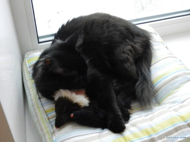 Котовторник (07.02.2012)
