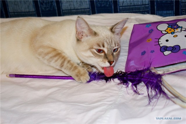 Котовторник (21.02.2012)