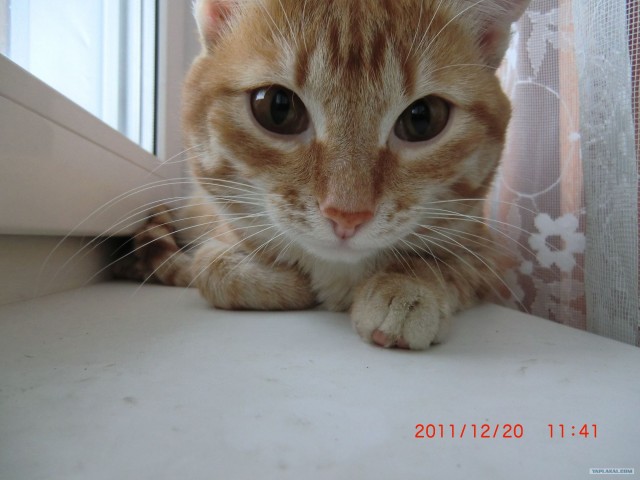 Котовторник 27.03.2012