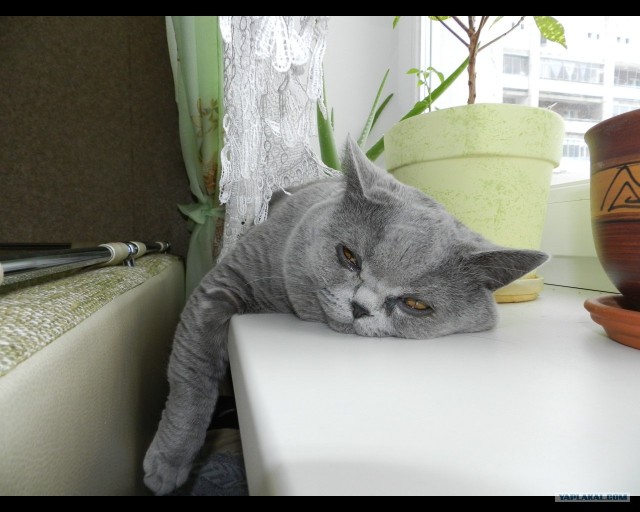 Котовторник  от 3.04.2012
