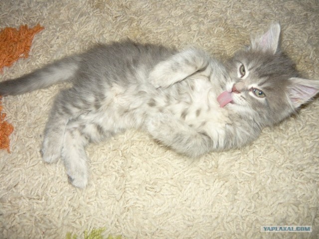 Котовторник 24.04.2012