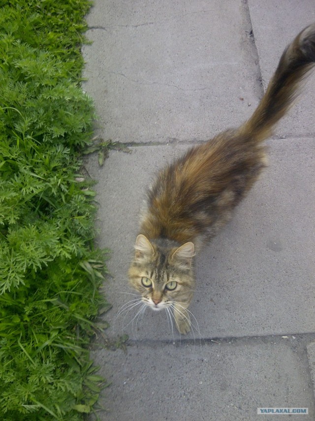 Котовторник 8 мая 2012