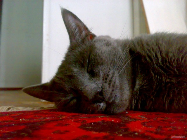 Котовторник 29.05.2012