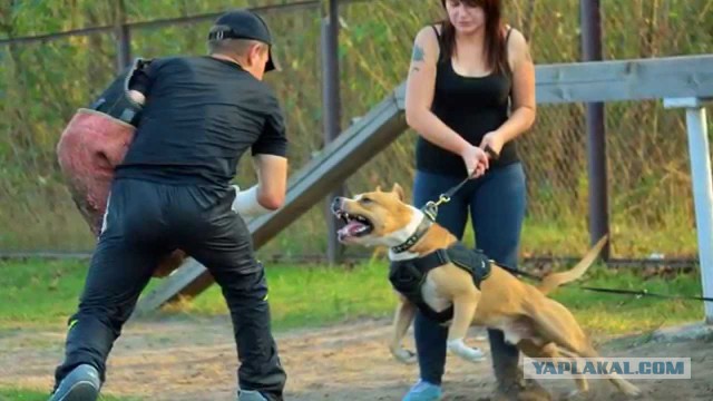 Поехавший пёс кинулся на поехавшего хозяина