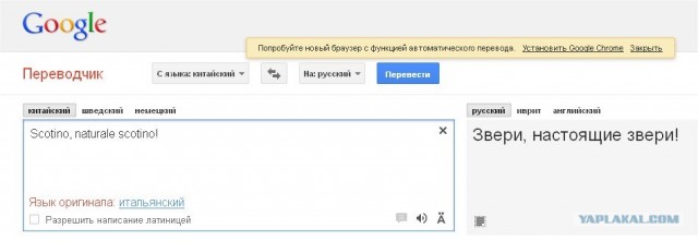 Крысы напали на котов! Жесть и мясо!