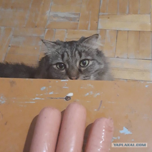 Котовторник 30.04.2019.