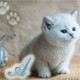 Аватары на заказ