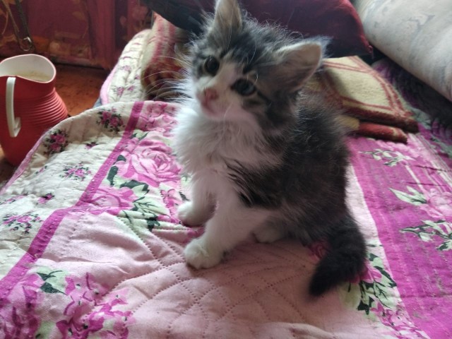 Забавные фото котеек
