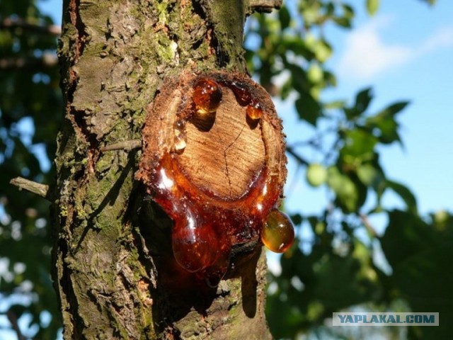 «Картинки всякие нужны, картинки всякие важны» ©