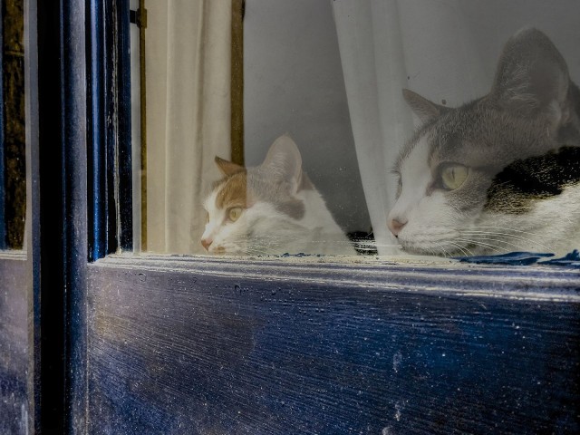 Котофеев пост