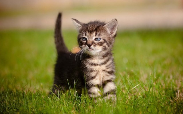 Котофеев пост