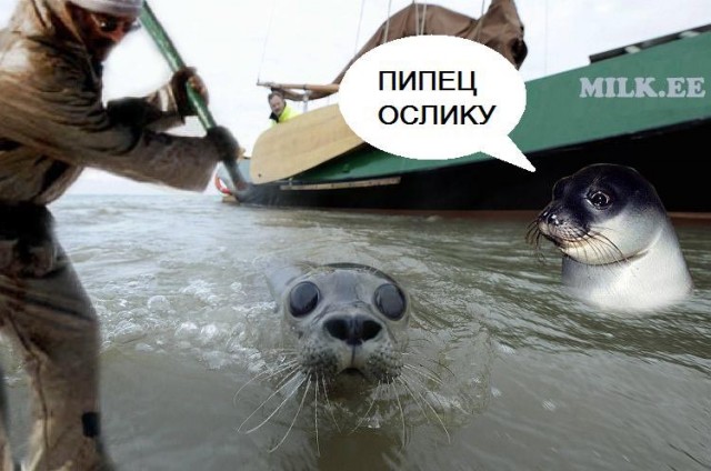 Фотожаба: Испуганый морской котик