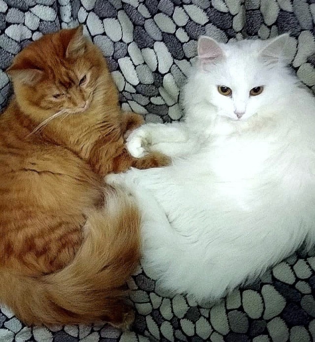 85 сантиметров кота
